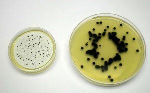 آزمایش میکروبی آب