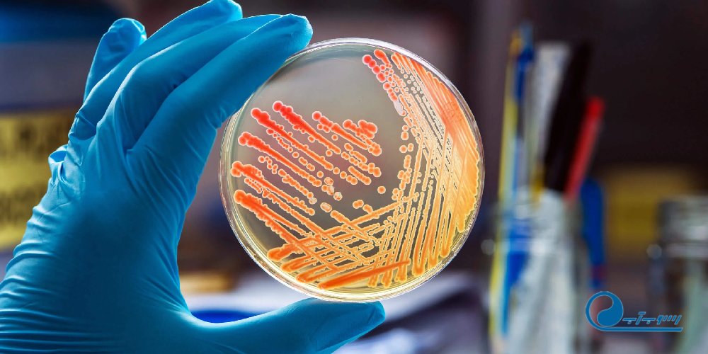 کاربرد میکروب شناسی در صنایع غذایی و بهداشتی